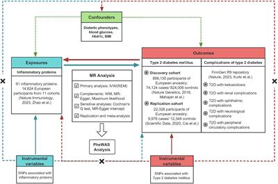 Association of circulating inflammatory proteins with type 2 diabetes mellitus and its complications: a bidirectional Mendelian randomization study